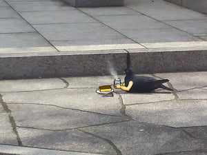【ｱｧ!?】長崎駅前の鳩が人馴れし過ぎている件 - 衝撃的な強気っぷりに「好きwwww」「鳩かわいすぎ」「その辺にいるハトとは色々と違う」の声!