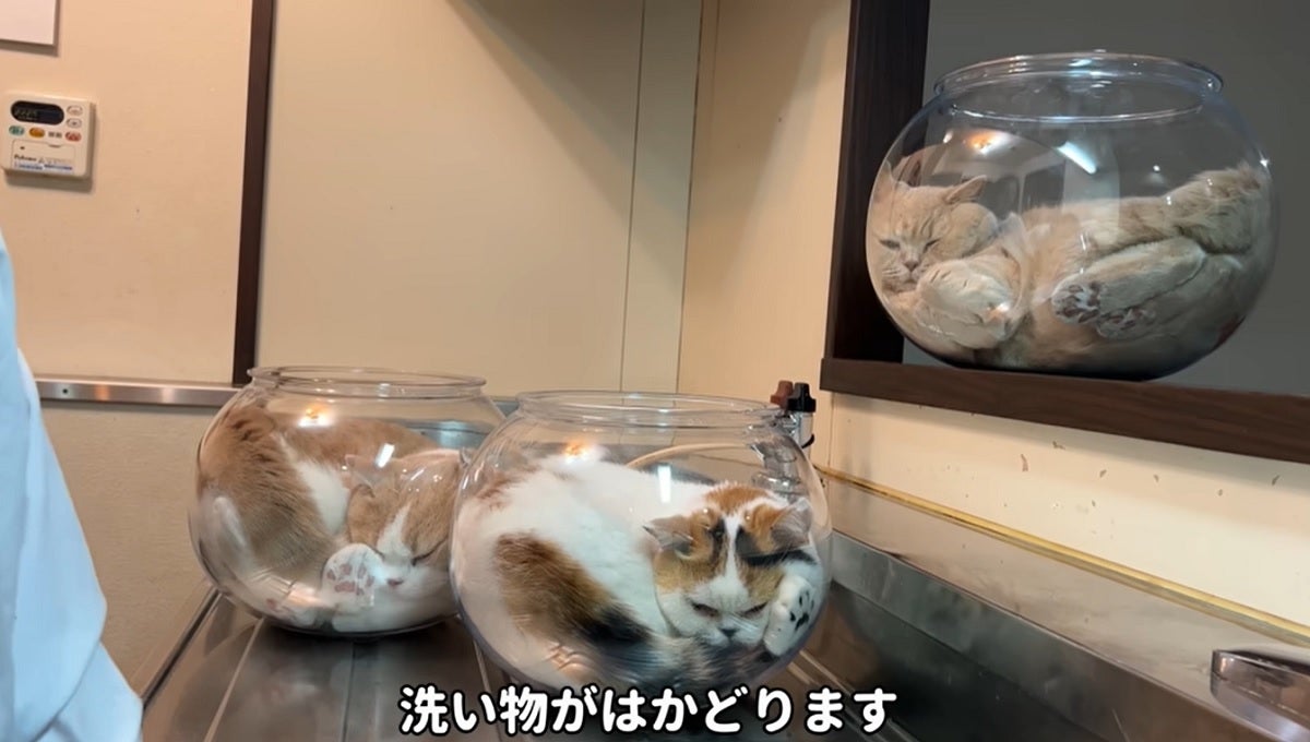 好評にて期間延長】 フラワーアレンジ／金魚鉢／液体猫 容器 