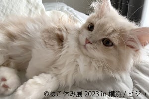 「ねこ休み展」横浜で2年ぶりに開催！初登場となるスター猫の作品展示も