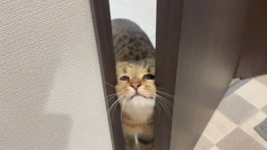 【にゅるっ】顔面でドアをこじ開ける猫が尊い -「顔面使いwww」「お顔が最高デス!!」