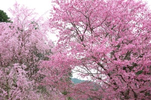 京都洛北「花宝苑」、桜満開の中「癒しの歌声コンサート」開催決定!