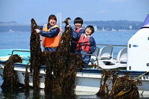 徳島県鳴門市のホテルでわかめ収穫体験! 獲れたてをしゃぶしゃぶで