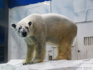 オスのホッキョクグマ、未来の繁殖を目指してお引っ越し-アドベンチャーワールド