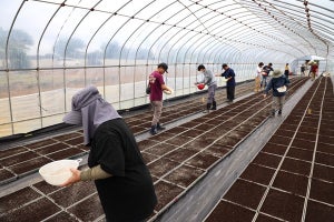 「たばこ」ってどうやって作られてるの? 沖縄・伊江島の葉たばこ農家の作業現場で見た風景