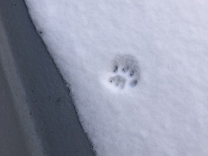 【肉球】「一歩だけ雪を踏んで引き返した猫の足跡」が愛おしい!! 「可愛すぎて鼻血出そう」「切り取って冷凍庫に入れたい」とツイ民もメロメロ