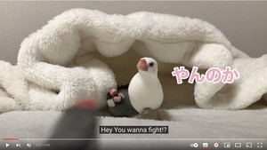 【まさかのオチ】「ここまで来いや!」チンピラすぎる文鳥の抗争勃発!? - 衝撃のラストに「繰り返し見てしまう」「コントかよ」と大爆笑