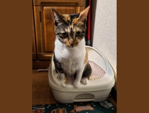 絶妙かわいい「#猫のうんこ顔選手権」、でもこの姿勢をしてたら要注意! - 飼い主さんが見直したい「猫のトイレ」ポイントは?