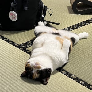 【見事なヘソ天】畳に寝転ぶ猫の姿が話題に! - 「日本の良い光景」「豪快ですなぁ〜」「可愛ええな!」