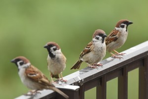 朝チュンとは? 意味や使い方と例文、類語をわかりやすく解説