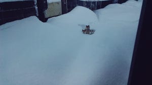【柴ベロス】大雪で「#犬をしまえ」、しまったはずの柴犬が… -「どこから出てきたの!?」「家族揃ってかーい!」