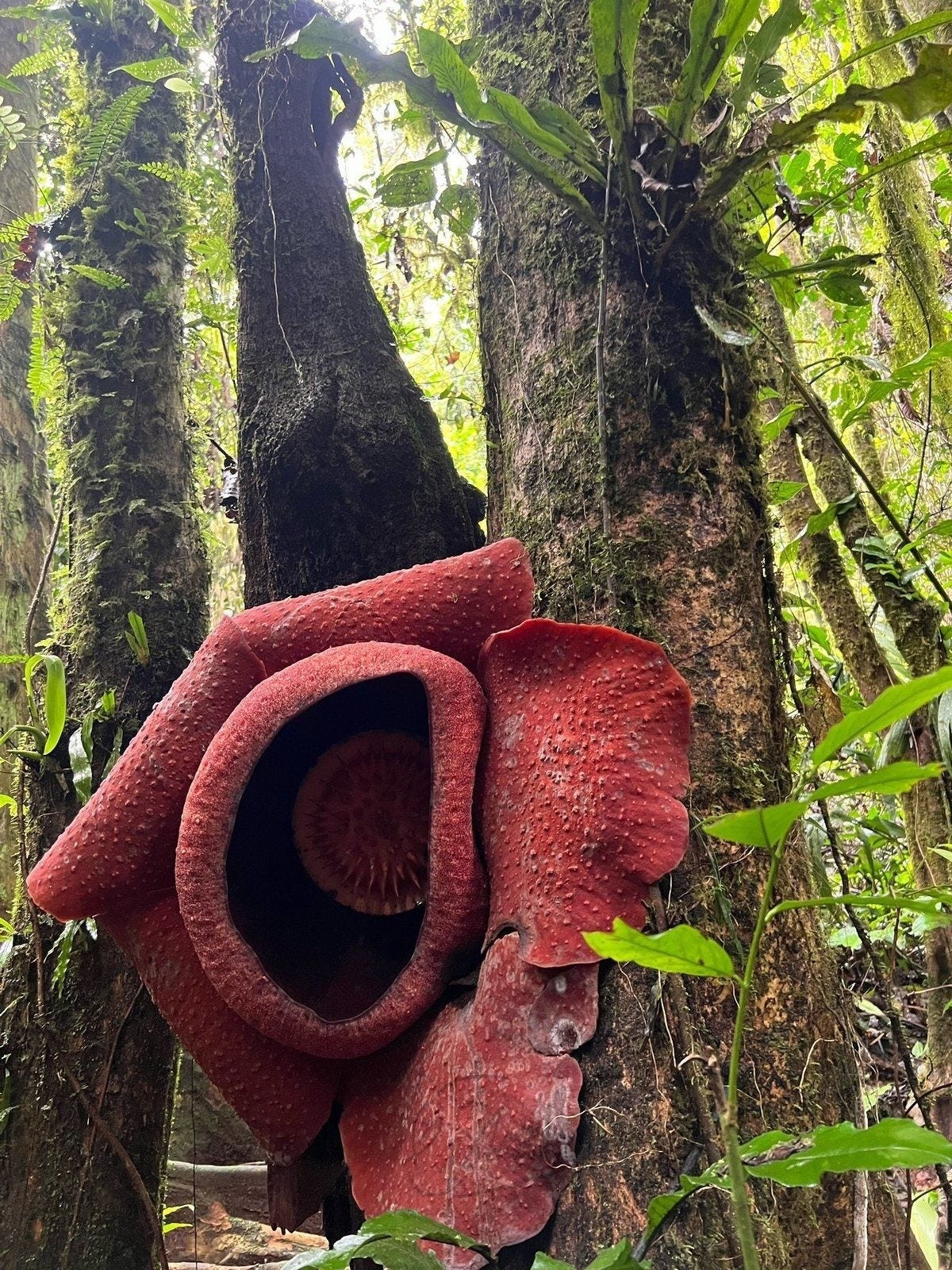 素晴らしい幸運】幻の花「ラフレシア」に遭遇、奇跡のツーショットを ...