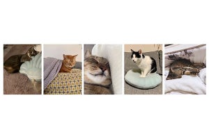 Francfrancが「あなたの愛猫がモデルデビュー!」写真展キャンペーン開催