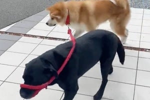 【お散歩犬】ラブラドールと秋田犬で今日もお散歩。「ずーっと見とれるw」「何という賢さ」
