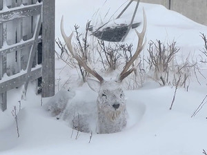 【鹿】こんなところに置物か……と思ったら本物!? 雪にすっぽり埋まったエゾシカに「はっ! 動いた!」「こんなことがあるとは」と驚きの声!!