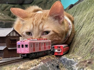 【困ったにゃ】「運転再開の見込みはたっていません」 - 電車の進路をふさぐ猫!? まるで怪獣映画のようだと反響を呼ぶ