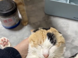 【理不尽】グルーミングの後に突然、猫パンチ!! 殴られた猫の表情が可哀想だけど可愛いと話題に! 「まるで理不尽のお手本」「まさに放心状態」の声