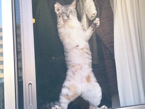 【なぜ】網戸に張り付いた猫の姿がまるで忍者!?「スパイダーニャン」「これは笑う」「良い張り付き具合」とツイッター上で人気者に!!