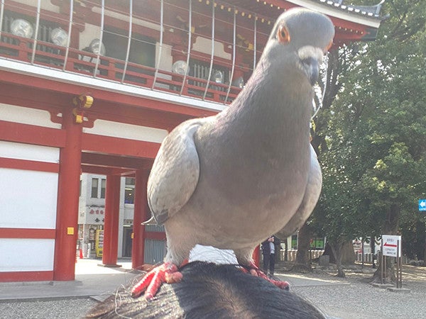 愛知県】「鳩ですらナメてくる」。人慣れしすぎて人間の頭上に降臨!!「絵面が強い」「奈良の鹿よりサービス高い」と注目あつまる!：マピオンニュース