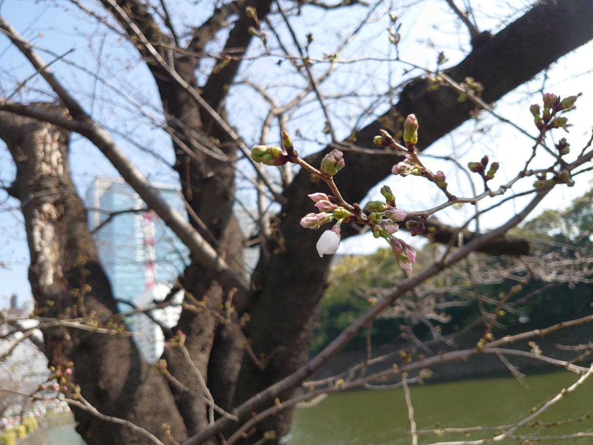 東京の「桜」開花、最も早い記録に並ぶ - ネット「あんなに寒かったのに」