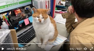 【最高の職場】猫の管理職がいる職場風景が羨ましすぎる! - 「ここで働かせてください」「幸せすぎて仕事にならん」
