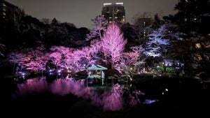 【入場無料!】八芳園、夜桜ライトアップ開催 - "映えスポット"で桜グルメを楽しんできた