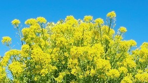 【野菜クイズ】これは何の野菜の花でしょう? 農林水産省が出題したクイズがなかなかの難問 - 正解は「ブロッコリー」でも「菜の花」なく…