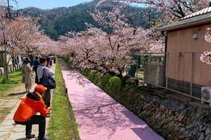 【哲学の道に花筏(はないかだ)】足を踏み入れてしまわないように!  「ダイブしたくなるのは私だけ?」