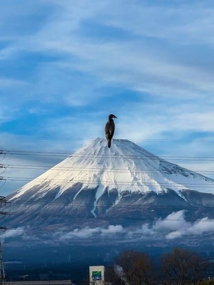 【推定944m!?】富士山頂に怪獣・ラドンもビックリの"怪鳥"現る!? -「すごっ!!!」「炎吐きそう」「でかーーーー!!!」と驚きの声