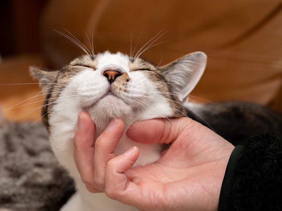 赤ちゃん言葉】猫嫌いだったはずが、飼い始めた途端に豹変!? 「ぬこ様