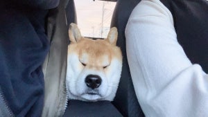 【むぎゅ～!】運転席と助手席の間から顔を出す柴犬。その姿に「食パンみたいwww」「マイクラに出てきそうwww」「めちゃくちゃ可愛いですね」と話題に