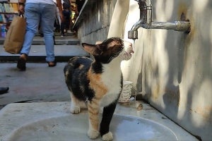 【イスタンブール猫事情】猫様ファーストの国民性?! 「優しい街だなぁ」「水道料金が気になる」