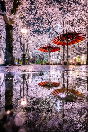 【幻想的】雨が生み出した京都の夜桜が最強に美しすぎる ー 「一度は見たい景色」「雨もまた良しですね」