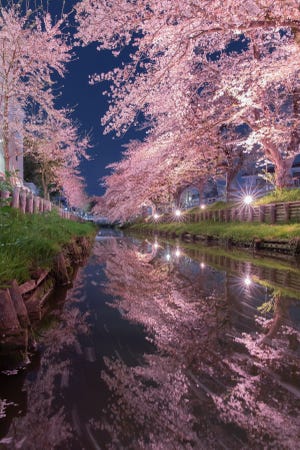 【埼玉】美しすぎる夜桜と川、Twitter上で話題に - 「圧巻ですね」「無敵リフレクション」