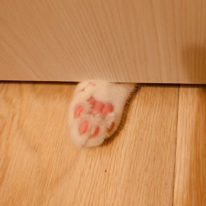 【ズキューン!】トイレの扉の下から届いた愛猫からの差し入れ。その愛らしさに「こりゃたまらん‼」「死ぬほど可愛い」「ぷにぷにさせてー!!!」の声