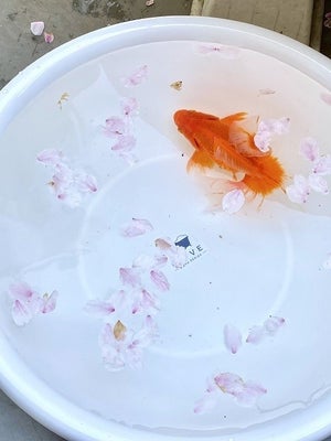 【最高の図!?】金魚と桜。日本の春を切り取った一枚に「息を呑む美しさ」「文句なしの優勝」とTwitterで話題に
