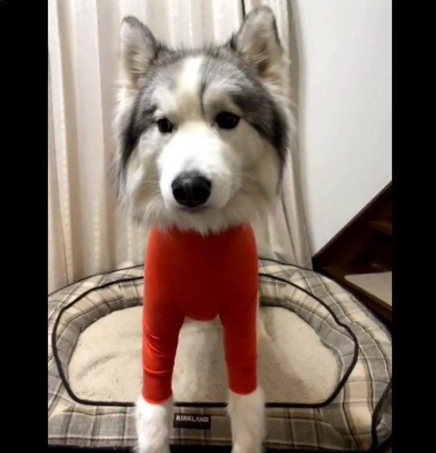 だ…誰?】ハスキー犬が密着度高めの服を着た結果「どーなってるの