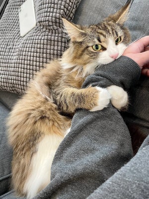 【むぎゅっ】腕に抱きつく猫ちゃんのおててが最高に癒される ー「可愛いは正義」「許すしかない」