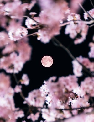 【こんな美しい世界があったのか】桜と満月が織りなす幻想的な一枚に「なんて美しい」「これは惚れて舞うなあ」と8万"いいね"集まる