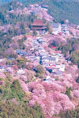 【日本の美】お寺へと続く桜のグラデーションにうっとり-「日本昔ばなしの世界」「息が詰まるほどの美しさです」