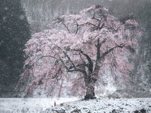 雪化粧のしだれ桜をとらえた1枚が神々しい!! 「魂もってかれそう」「映画のワンシーンのよう」「語彙力失います」と感嘆のため息