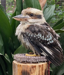 【ゲラちゃん】静岡県富士花鳥園に「ワライカワセミ」が仲間入り-笑い声のような独特の鳴き声