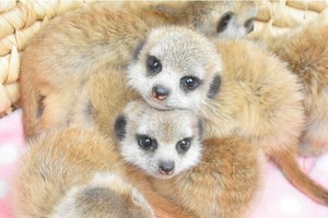 【見張りポーズもできるように】伊豆シャボテン動物公園でミーアキャットの6つ子の赤ちゃんが誕生