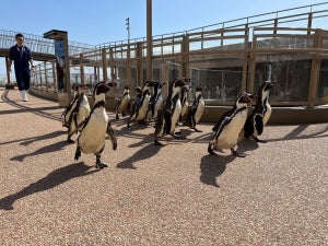 2023年のGWは大洗のアクアワールドへ「ペンギンのおさんぽタイム」開催中- よちよち歩く姿を間近で見られる!