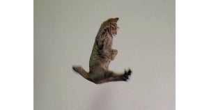 【なんでそうなるのっ!?】楽しく遊ぶ猫の“奇跡の一瞬”を撮影した写真がネットで人気 - 「テトリスの凸」「Lか上か」