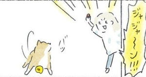 【テンションMAX】柴犬＆飼い主の日常漫画、テンポが良すぎて爆笑注意 - 「凄い好き」「わかりみが過ぎる」
