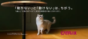あなたの愛猫は大丈夫?猫動画プロジェクト「CATFLIX」を開始 - 「変形性関節症」の認知・理解向上を目指して