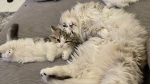 【激カワ】愛猫たちのおちゃめな就寝スタイルに「なんてかわいい!!!!」「可愛いフュージョンにゃ」とTwitter民もほっこり
