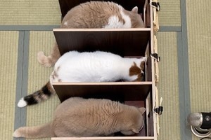 【一蘭方式ごはんタイム】各猫ゲートインでお食事スタート「替え玉は前から出てくるの? 」「超絶かわいい」