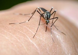 「蚊に刺されやすい人」3つの特徴とは? - 製薬会社の薬剤師が解説