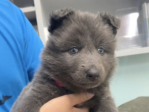 【何の動物ですか?】子熊にしか見えないけど、実は〇〇!? - 「え? 仔熊じゃないんですか? 」「異次元の可愛さ」の声続々!